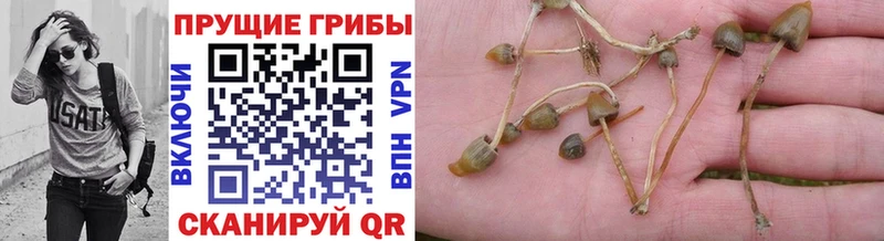 Галлюциногенные грибы Cubensis Пустошка